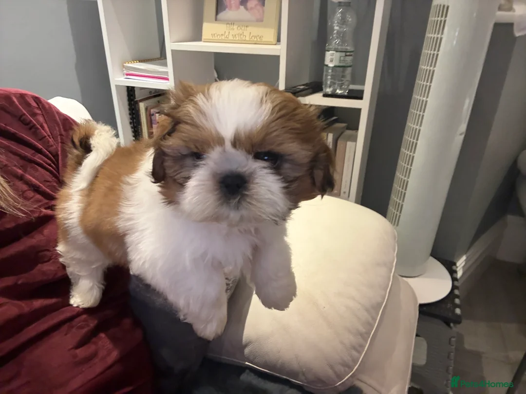 Shih Tzu dogs for sale: Stunning breed standard Shih Tzus  - Advert 19