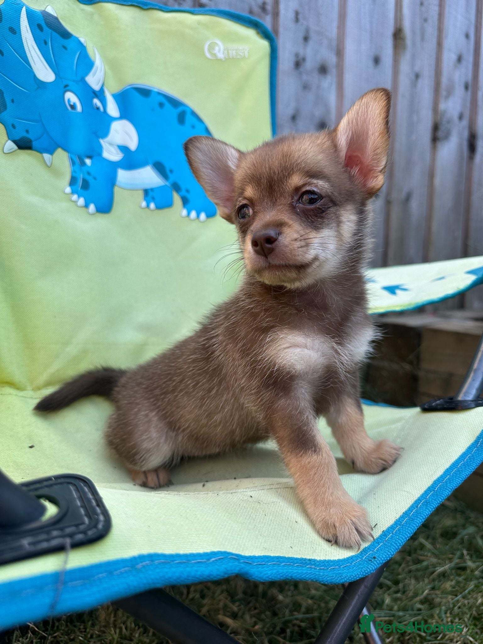 Mixed Breed dogs *READY IN 2 WEEKS* Doxiepoo x Pomeranian Puppies - Advert 2