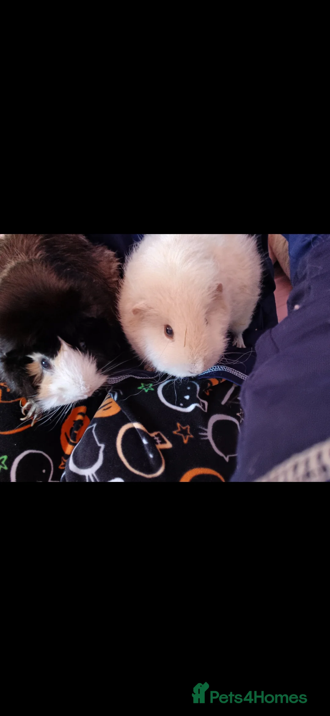 Guinea Pig rodents for sale: Two sweet guinea pigs + full setup - Advert 13