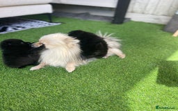 Pomeranian dogs for sale: Pomeranians - Image 4