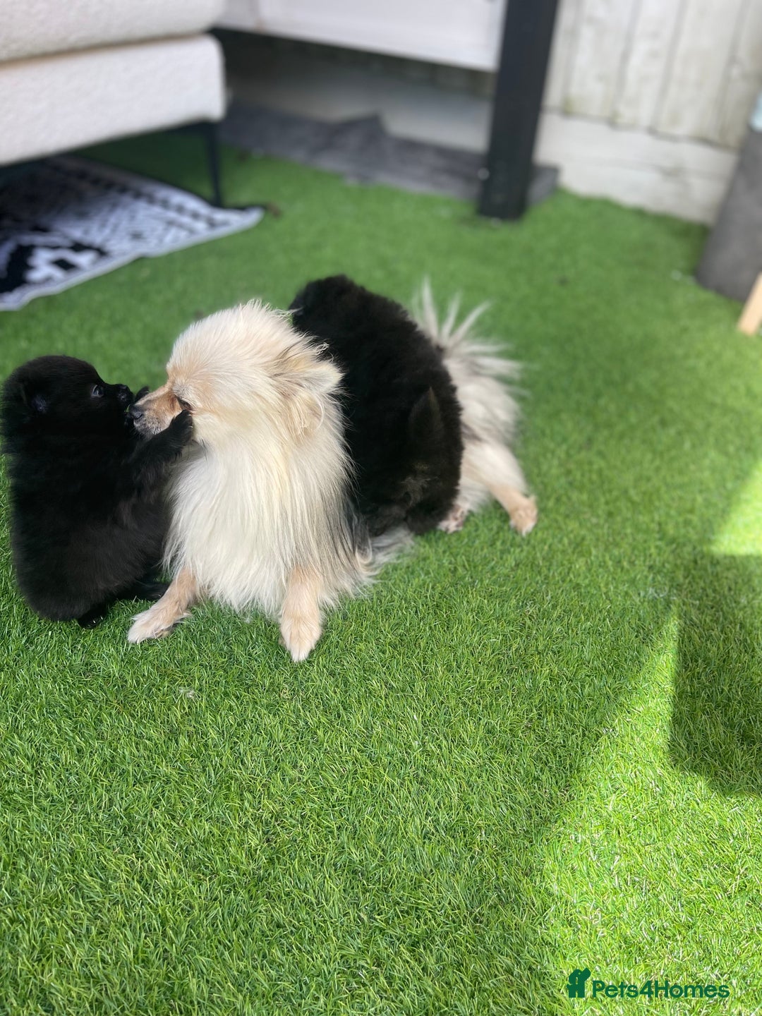 Pomeranian dogs for sale: Pomeranians - Image 4