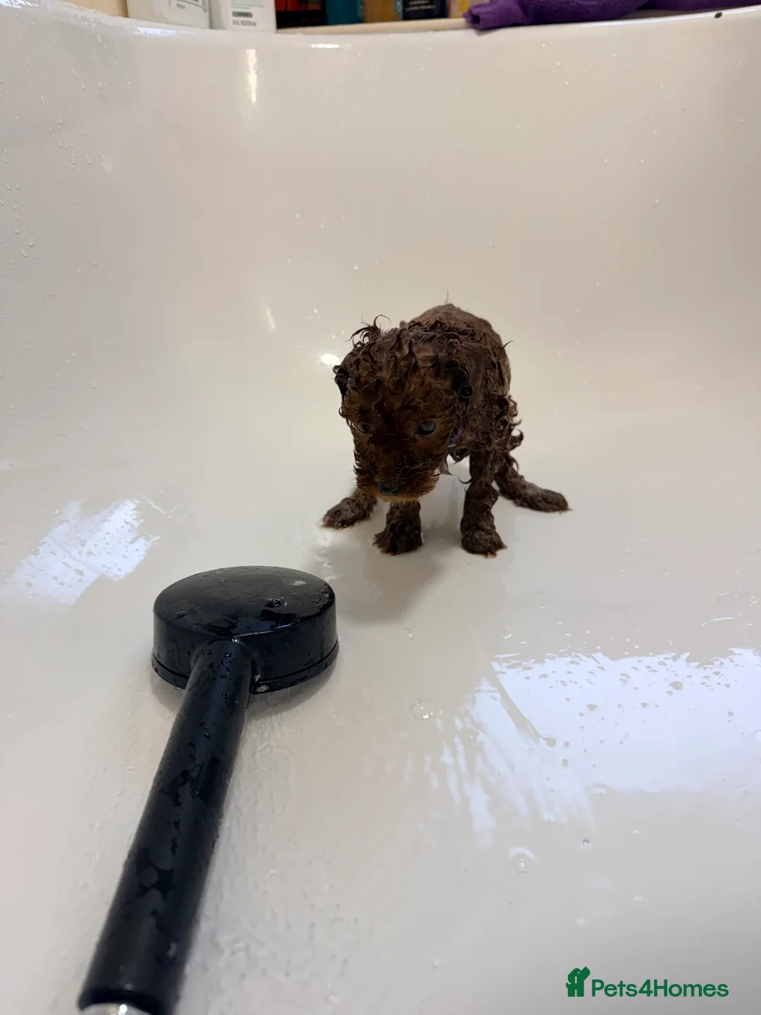 Cavapoo dogs for sale: Fox Red Cavapoo F1B  - Advert 4