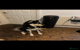 Alaskan Malamute dogs for sale: Alaskan malamute for sale - Image 2