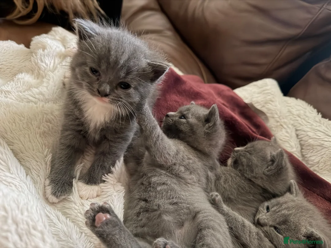 British Shorthair cats for sale: 4 British Shorthair kittens for sale in Preston - Advert 2