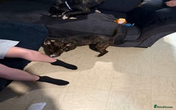 Mixed Breed dogs for sale: 15 week old bull terrier x staffy - Image 1