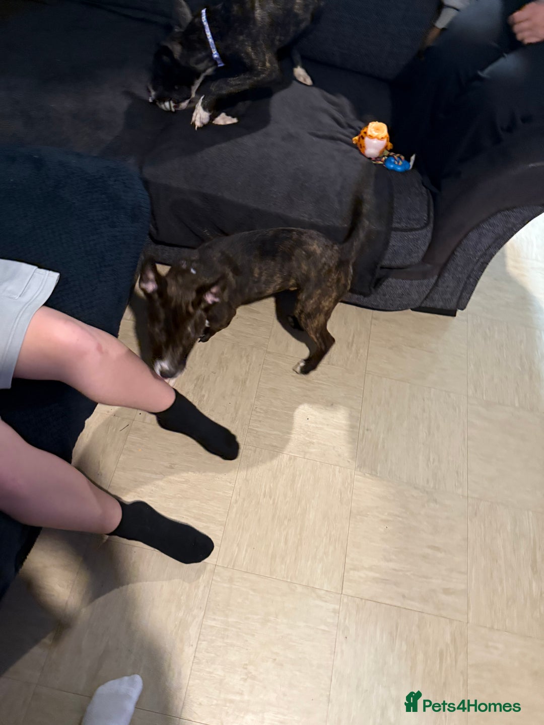 Mixed Breed dogs for sale: 15 week old bull terrier x staffy - Image 1