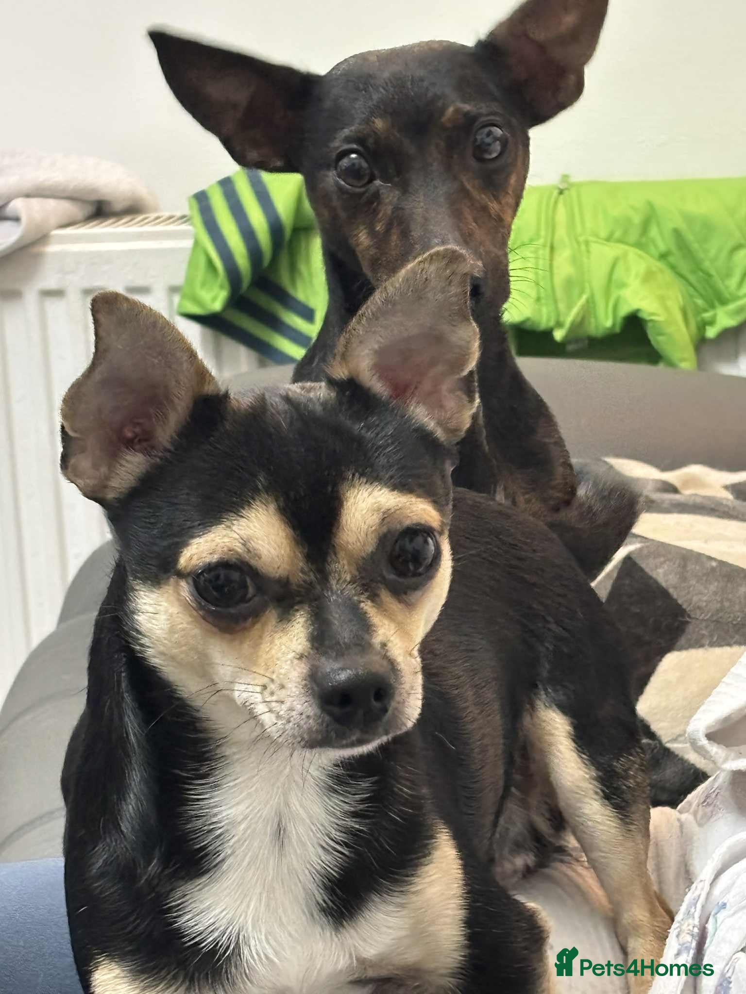 Mixed Breed dogs jackhuahua Pups - Advert 16