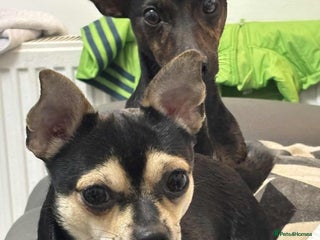 Mixed Breed dogs for sale - Advert 1