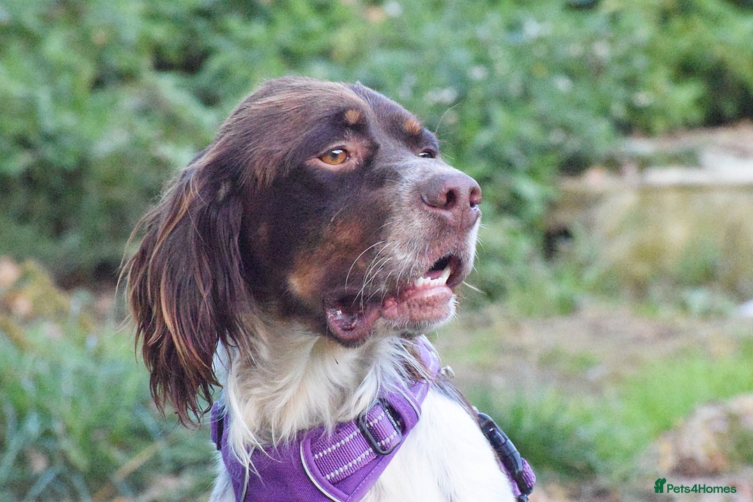 English Setter dogs for adoption: Vito  - Image 13