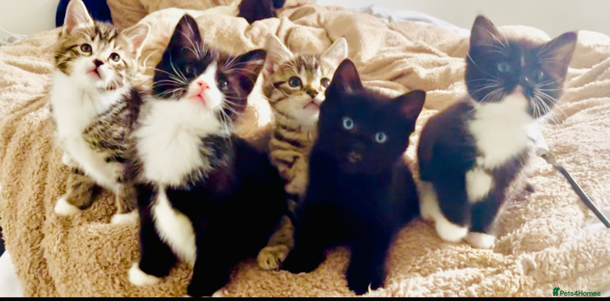 Mixed Breed cats Fluffy Ragdoll X kittens!! £100 - Advert 1