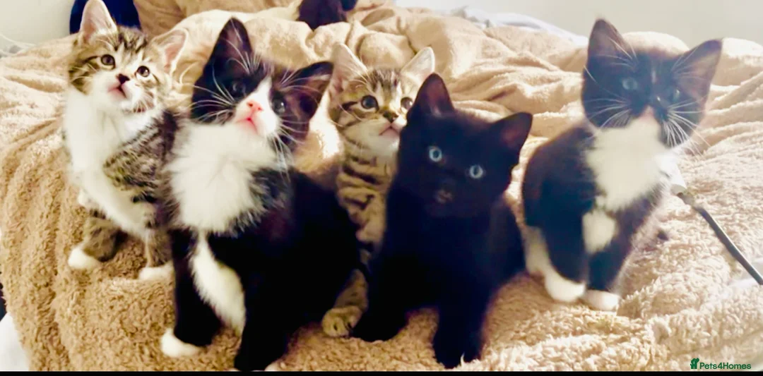 Mixed Breed cats for sale: Fluffy Ragdoll X kittens!! £100 - Advert 1