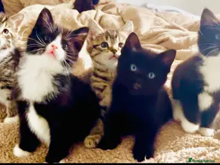 Mixed Breed cats Fluffy Ragdoll X kittens!! £100 - Advert 1