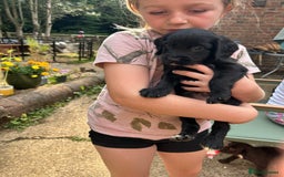 Sprocker dogs for sale: Sprocker Spaniel Puppies - Image 10