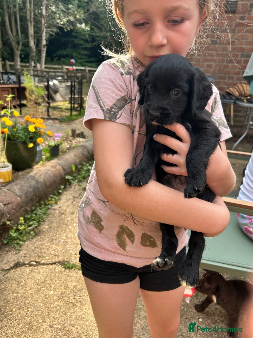 Sprocker dogs for sale: Sprocker Spaniel Puppies - Image 10