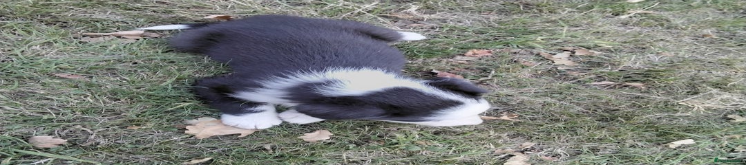 Border Collie Puppy 4