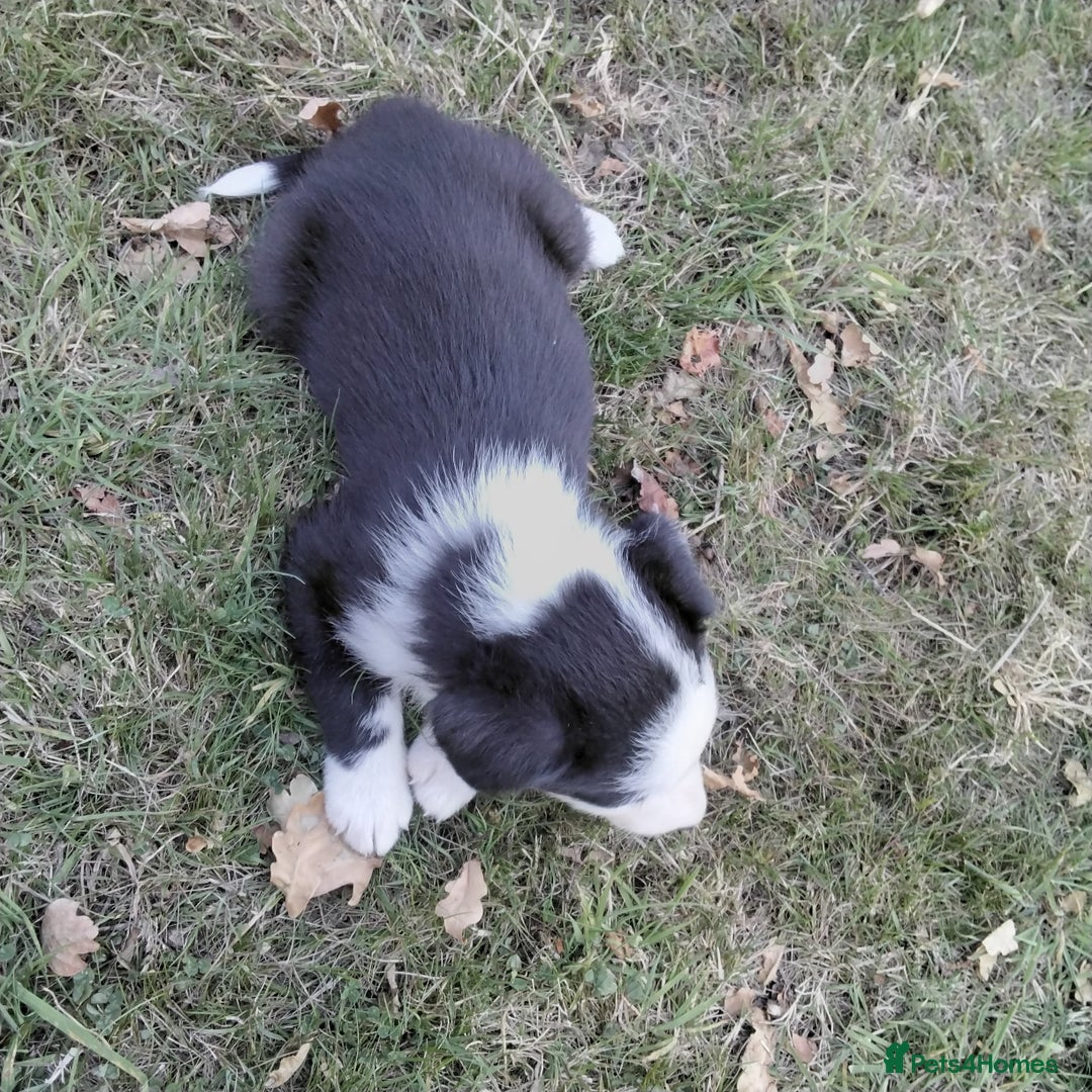 Border Collie dogs for sale: Adorable Border collie pups - Image 12