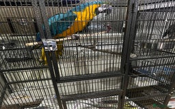 Macaws birds for sale: Beautiful macaw  - Image 4