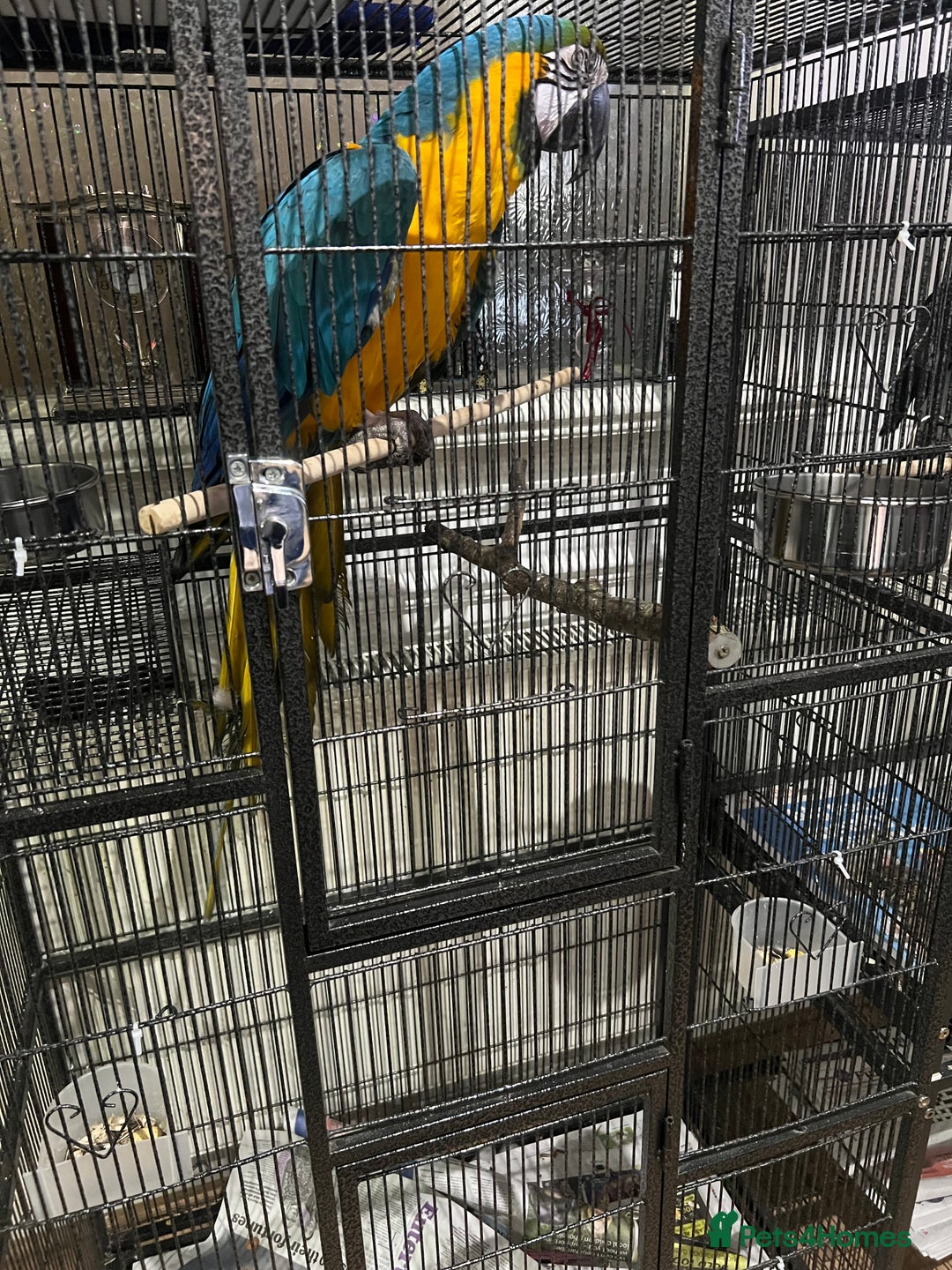 Macaws birds for sale: Beautiful macaw  - Image 4