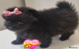 Pomeranian dogs for sale: Beautiful litter xxsmall teddy bear poms  - Image 23