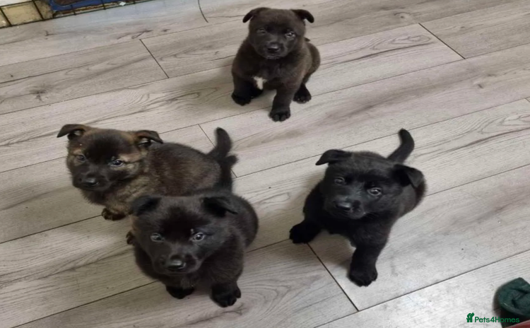 Mixed Breed dogs - Advert 4