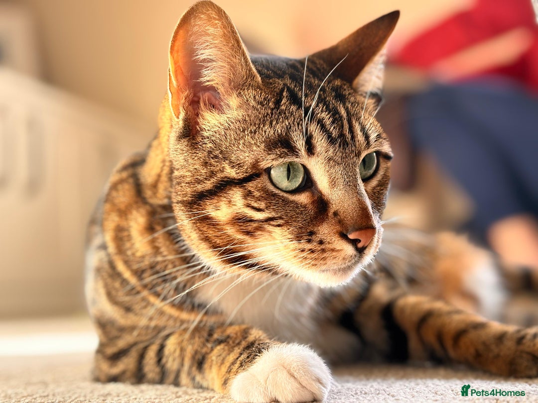 Bengal cats for sale: Beautiful Bengal/Tuxedo Cats  - Image 8