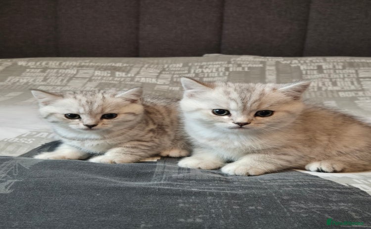 British Shorthair cats - Advert 9