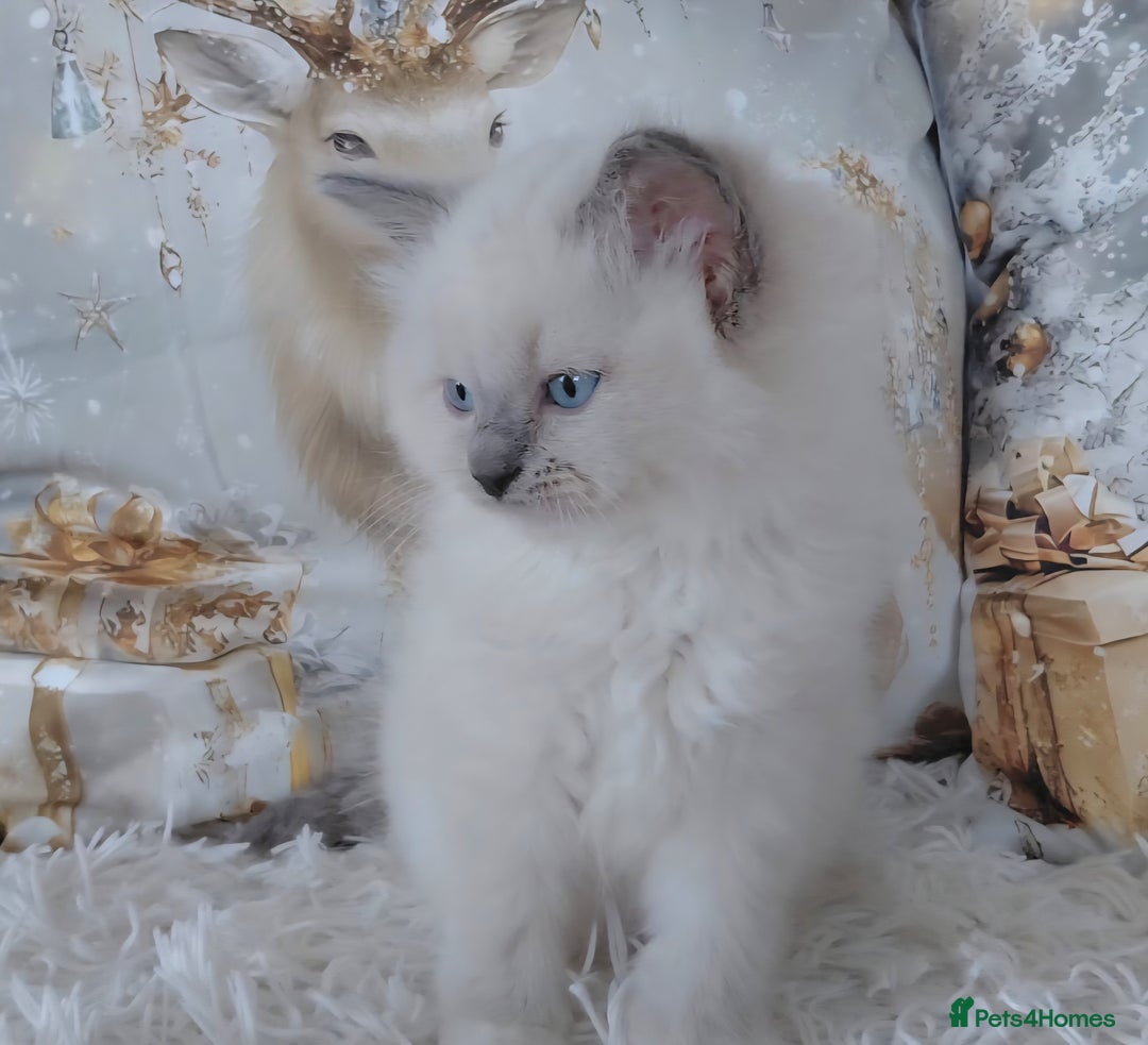 Ragdoll cats for sale: 💕BEAUTIFUL TICA REGISTERED RAGDOLLS KITTENS💕  - Advert 35