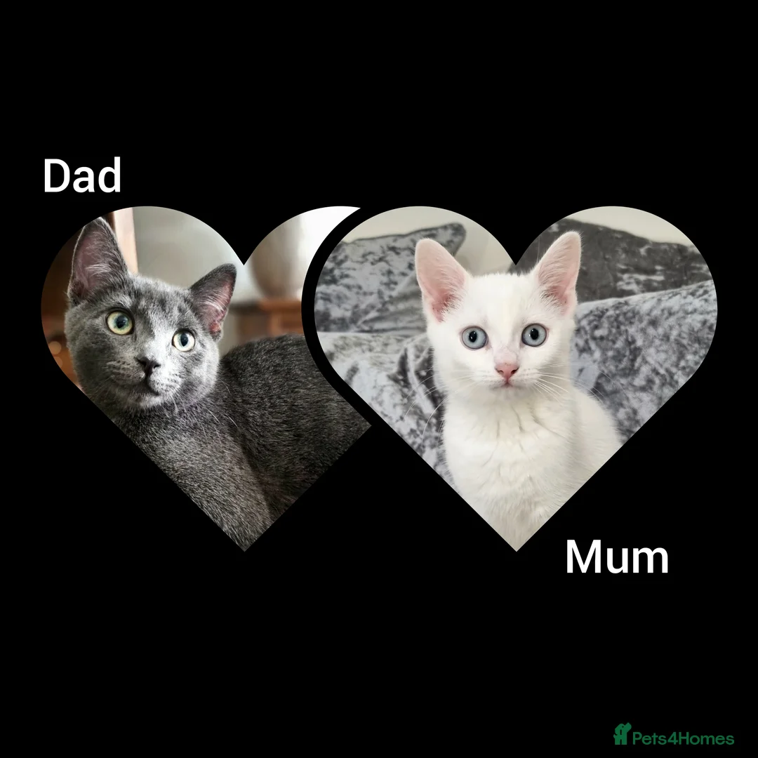 Mixed Breed cats for sale: beautiful kittens blue eyes ready 16th may - Advert 15