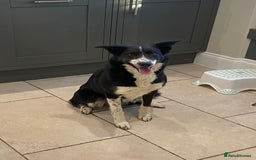 Border Collie dogs for sale: Border collie puppies  - Image 8