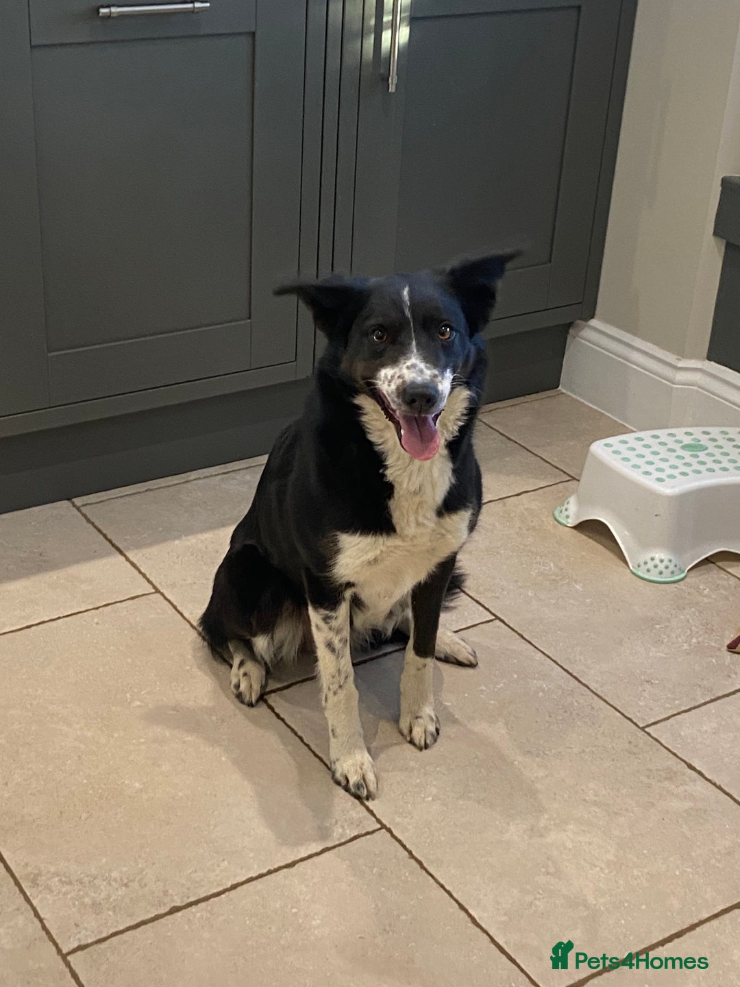 Border Collie dogs for sale: Border collie puppies  - Image 8