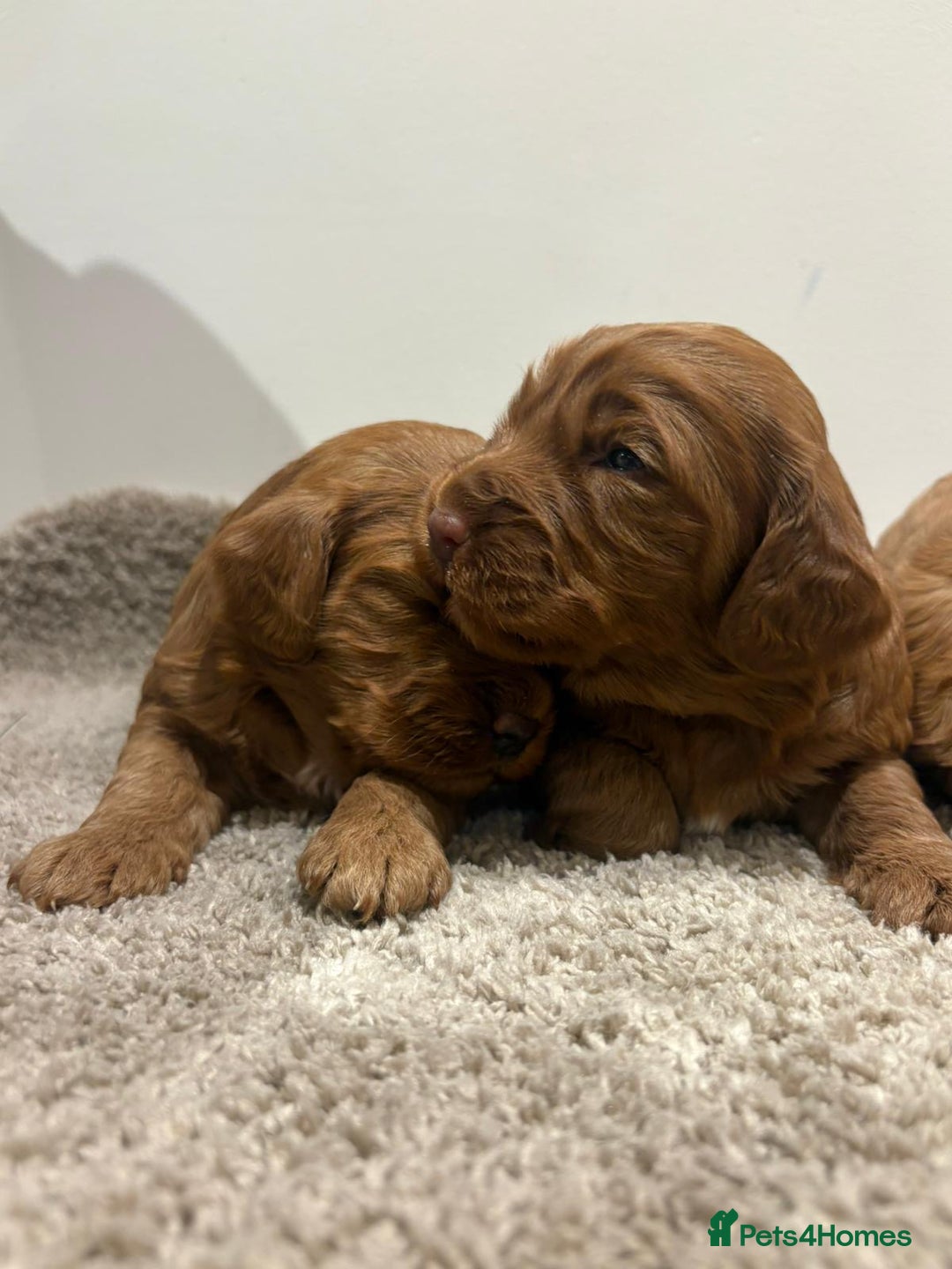 Cockapoo dogs for sale: Stunning cockapoo girls with health tested parents - Advert 8