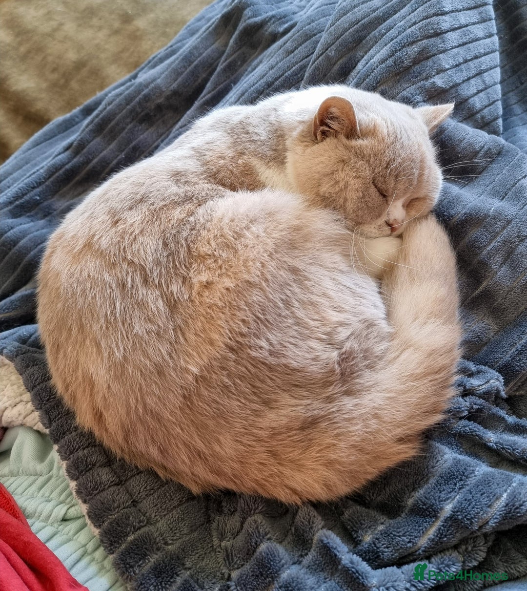 British Shorthair cats for sale: Retired fawn tortie + white British Shorthair  - Image 12