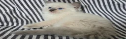 Ragdoll cats for sale: GCCF REGISTERED RAGDOLL KITTENS - Advert 4