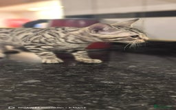 Bengal cats for sale: Purebred Silver and Snow bengals babies.  - Image 6