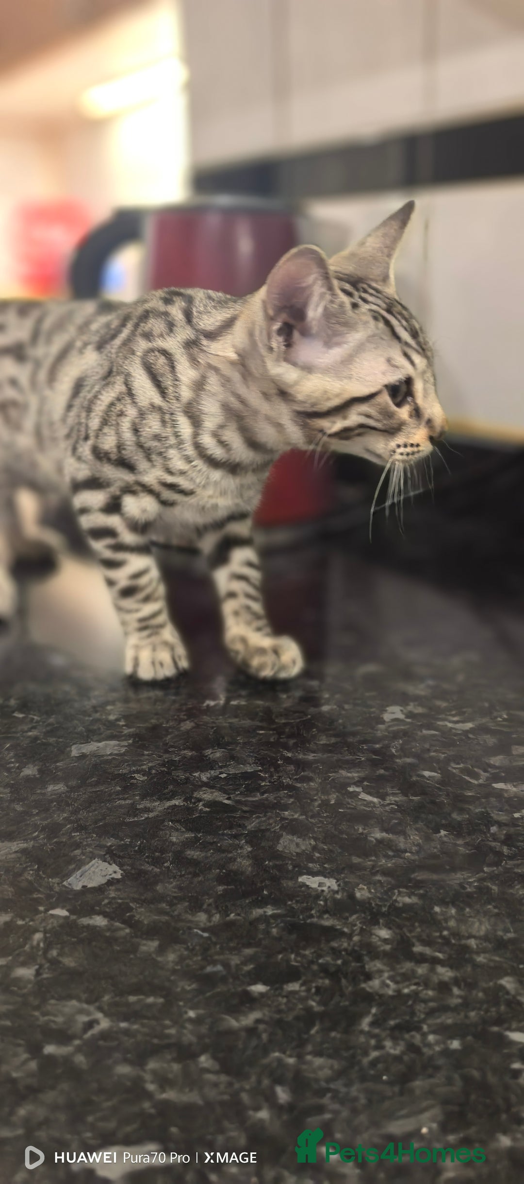 Bengal cats for sale: Purebred Silver and Snow bengals babies.  - Image 6