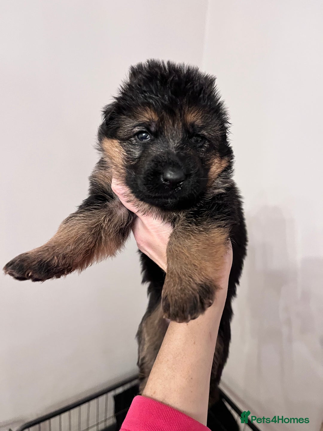 German Shepherd dogs for sale: Beautiful KC reg German Shepherd puppies for sale  - Advert 10