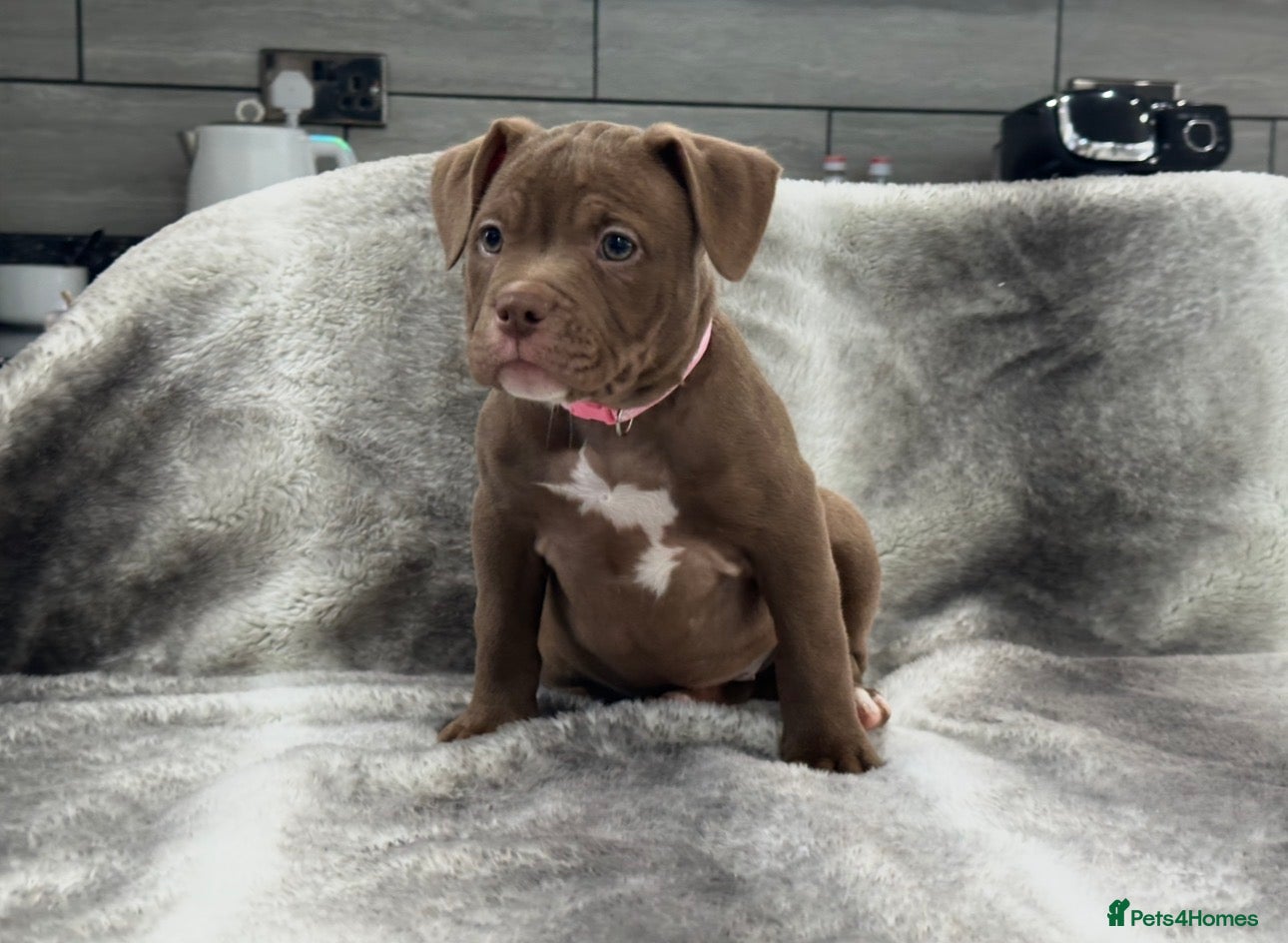 American Bully dogs REDUCED ABKC Registered Pocket bullys import lines - Advert 5