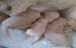 Labradoodle dogs for sale: Miniature labradoodle hypoallergenic  - Image 7