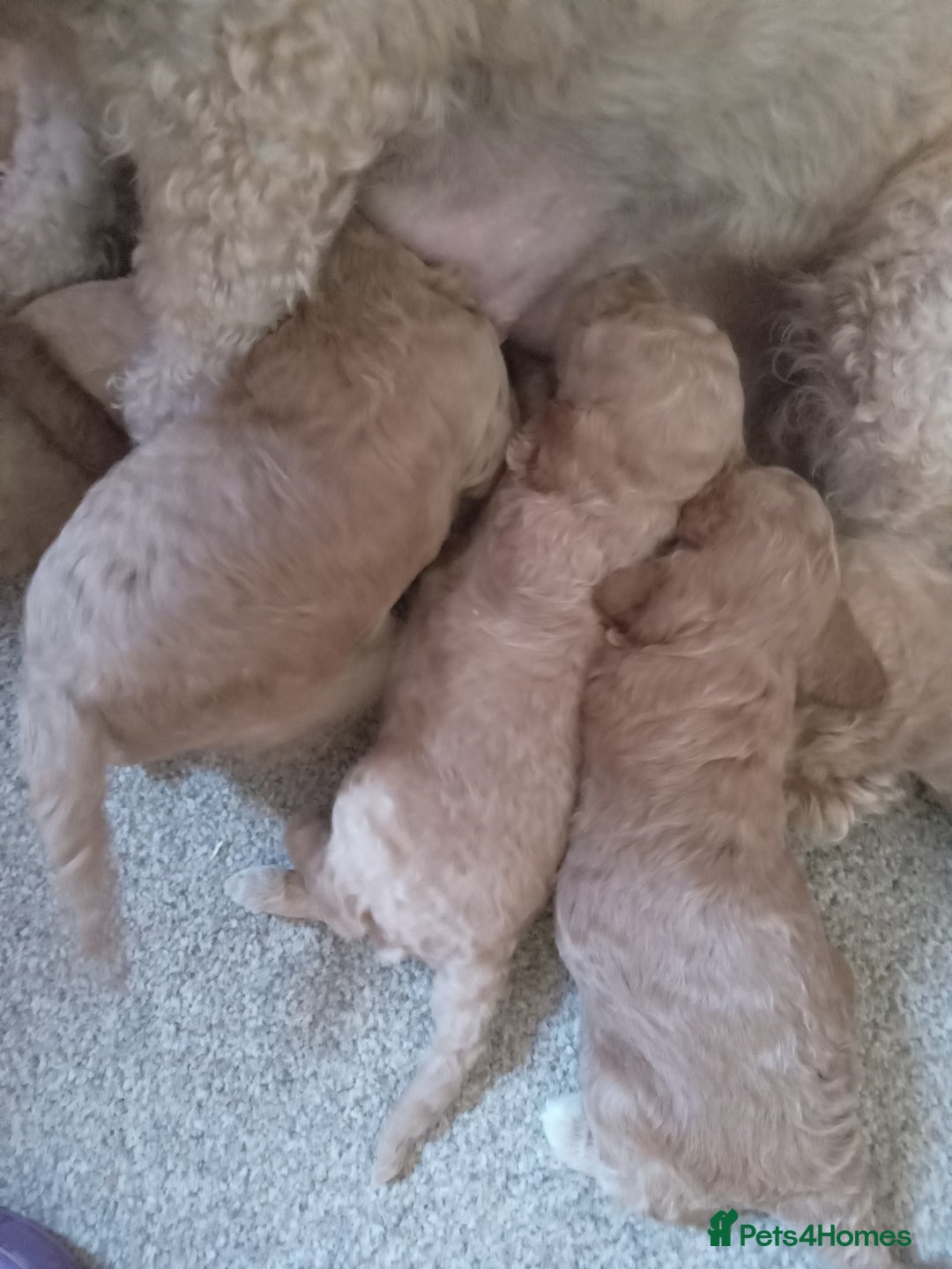 Labradoodle dogs for sale: Miniature labradoodle hypoallergenic  - Image 7