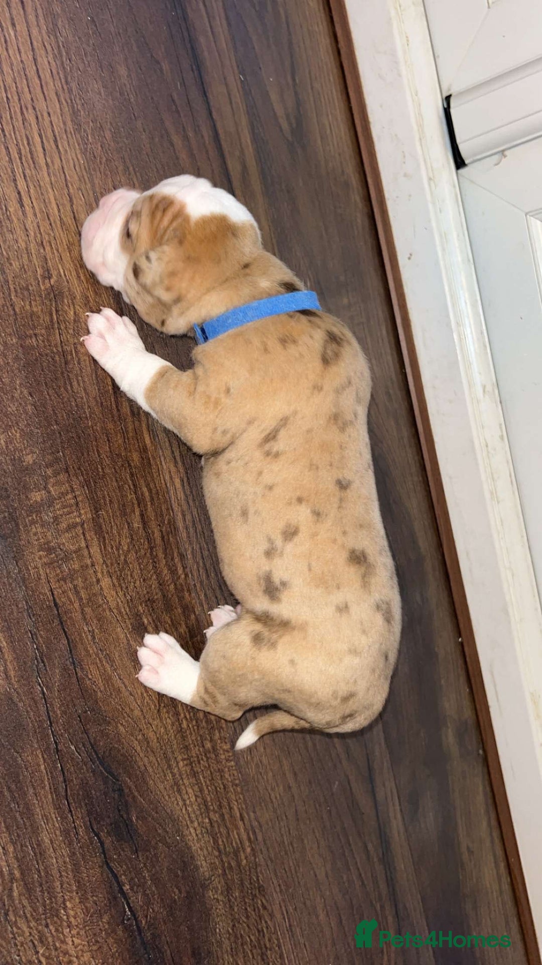 Alapaha Blue Blood Bulldog dogs for sale: IABBR registered Alapaha Blue Blood Bulldogs - Image 10