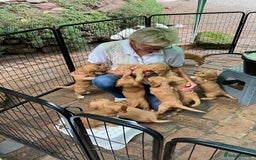 Cocker Spaniel dogs for sale: Stunning Top Working Cocker Spaniel Puppies - Image 5