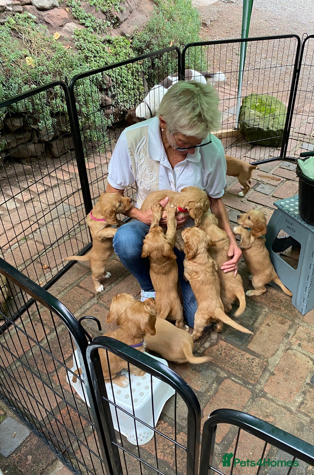 Cocker Spaniel dogs for sale: Stunning Top Working Cocker Spaniel Puppies - Image 5