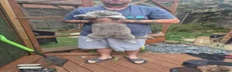 British Shorthair cats for sale: Stunning British shorthair kittens in Saxmundham - Advert 24