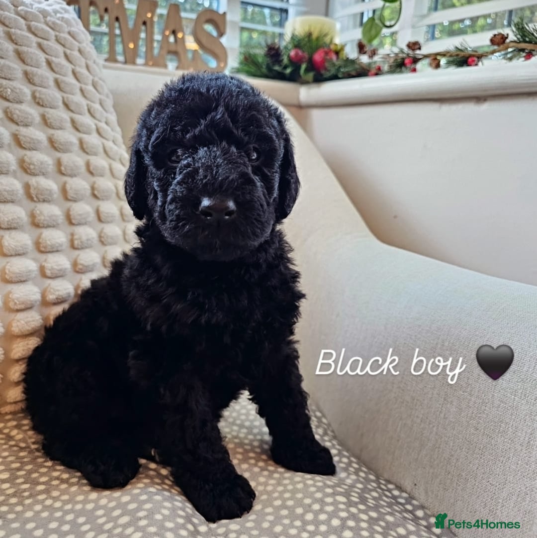 Labradoodle dogs for sale: Curly Coated Hypo-Allergenic Labradoodle Puppies   - Advert 7