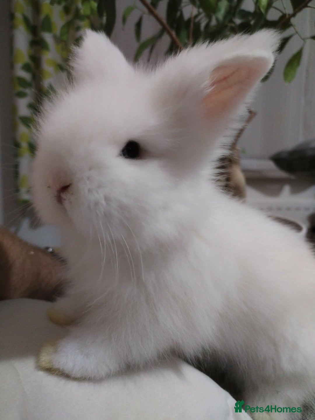 Lionhead rabbits for sale: Pure Breed Fluffy Double Mained LionHead Kits - Advert 11