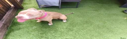 Mixed Breed dogs for sale: 3 year old pocket bully bereavement rehome - Advert 3