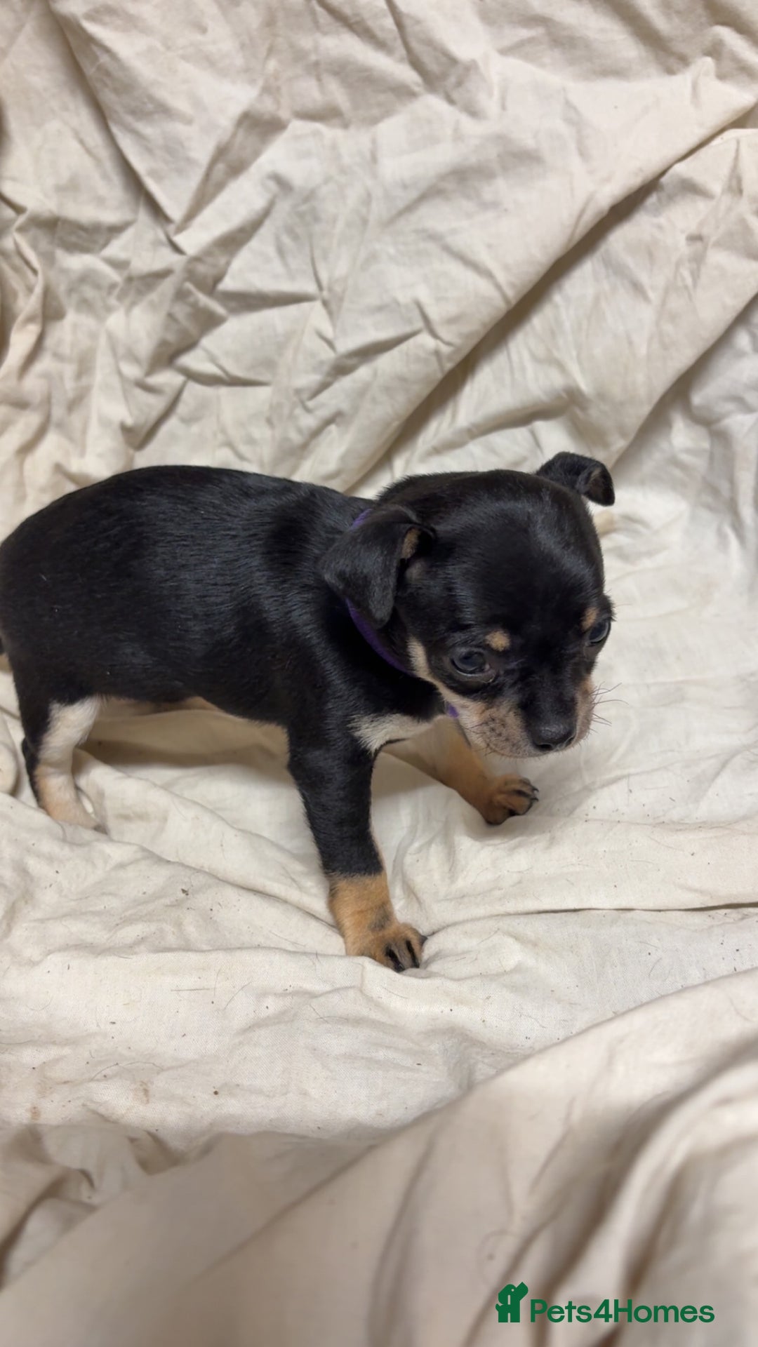 Mixed Breed dogs for sale: 🐶 Adorable Miniature Pinscher×Chihuahua Puppies - Advert 14