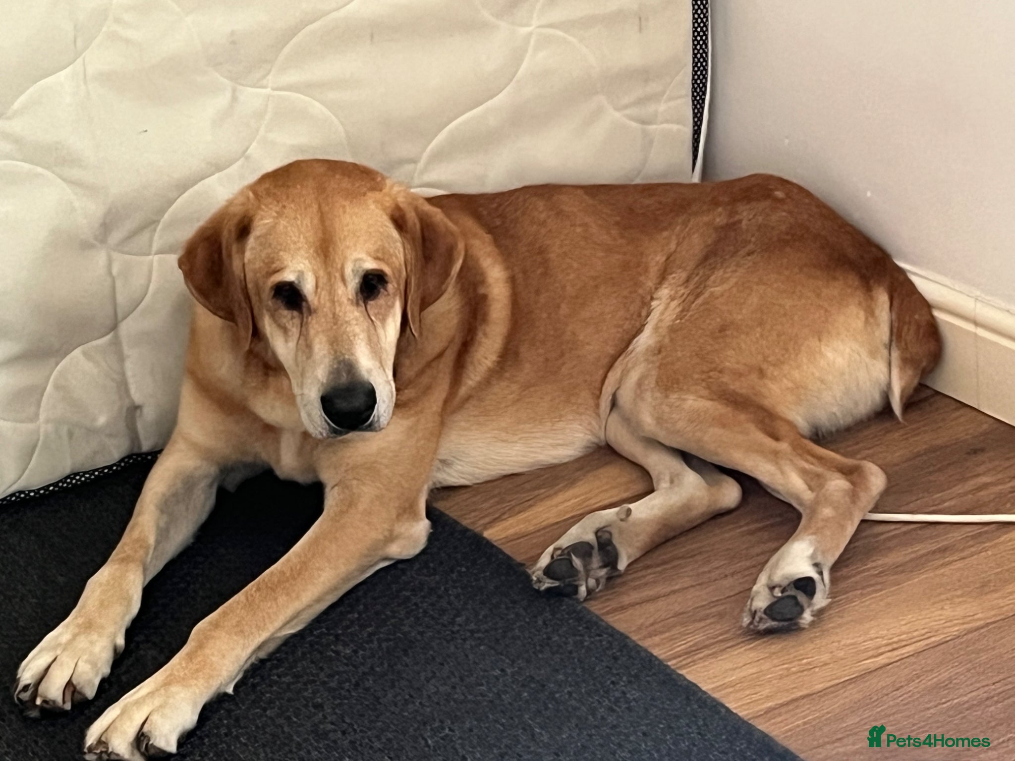 Mixed Breed dogs Diego - A Gentle Giant with a Giant Heart - Advert 3