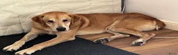 Mixed Breed dogs for sale: Diego - A Gentle Giant with a Giant Heart - Advert 1