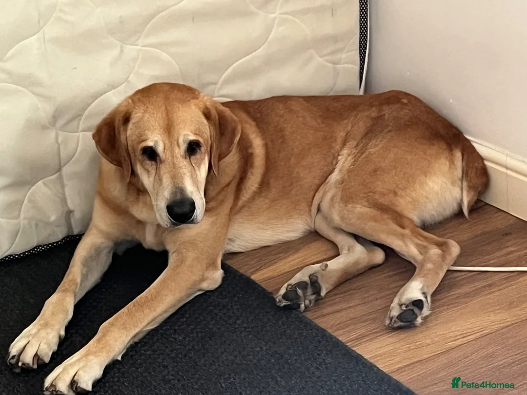 Mixed Breed dogs for sale: Diego - A Gentle Giant with a Giant Heart - Advert 1
